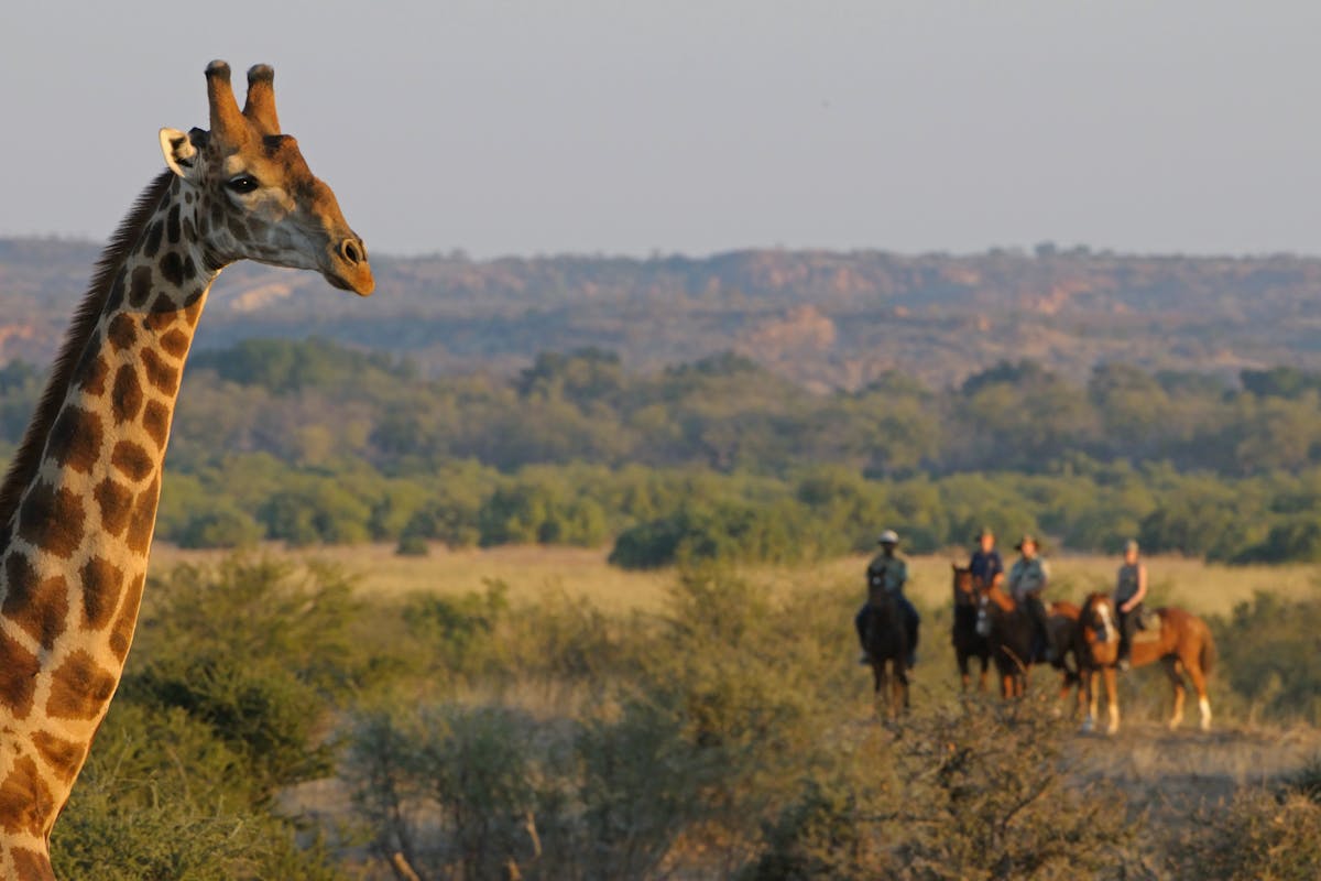 Close-up of a giraffe with Hanchi Horseback riders in the distance