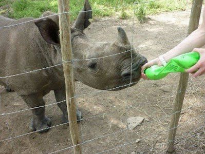 Dionne Smith: Bottle feeding a rhino