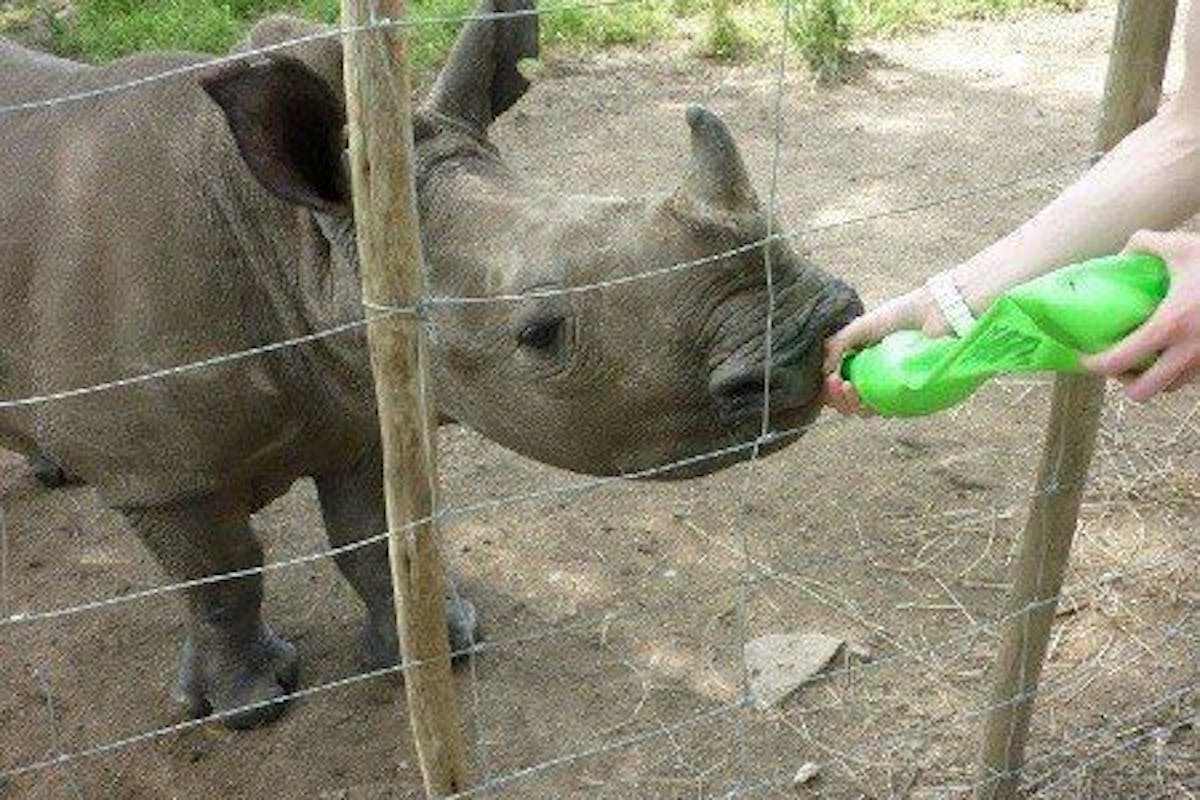 Dionne Smith: Bottle feeding a rhino