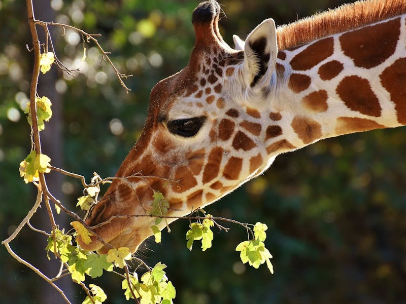 close up of a giraffe eating leaves from a tree
