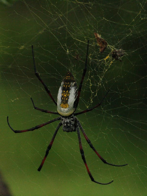 Close up of a Orb spider in its web