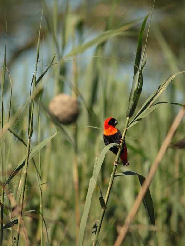 A southern red bishop (bird) resting on a blade of grass