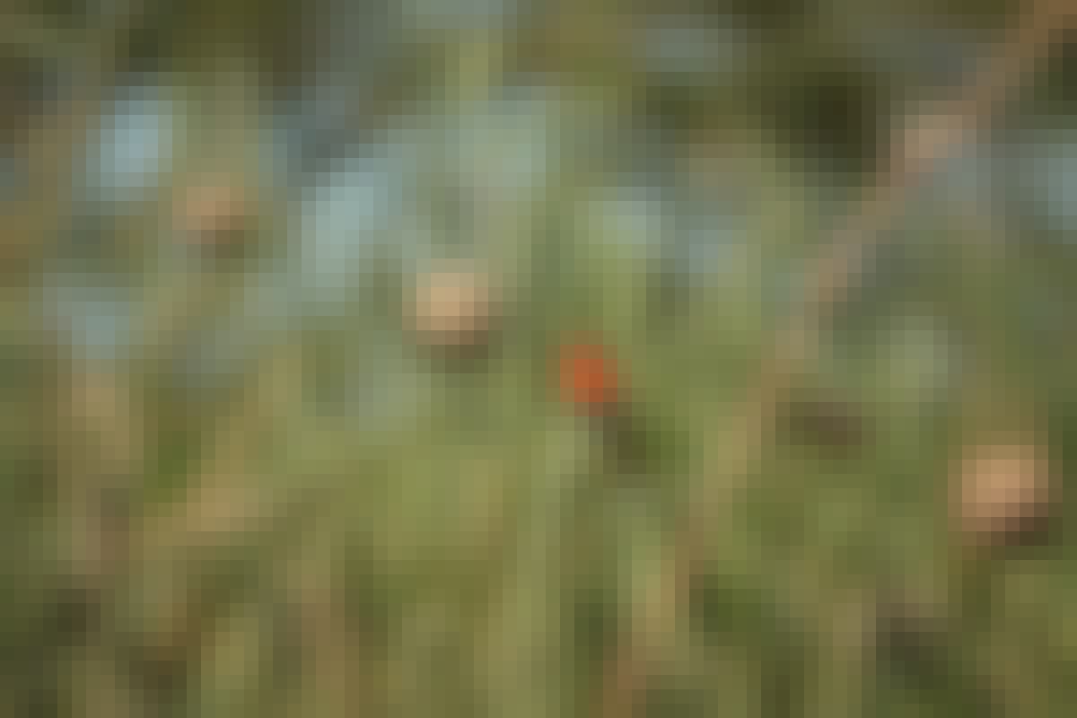 A southern red bishop (bird) resting on a blade of grass