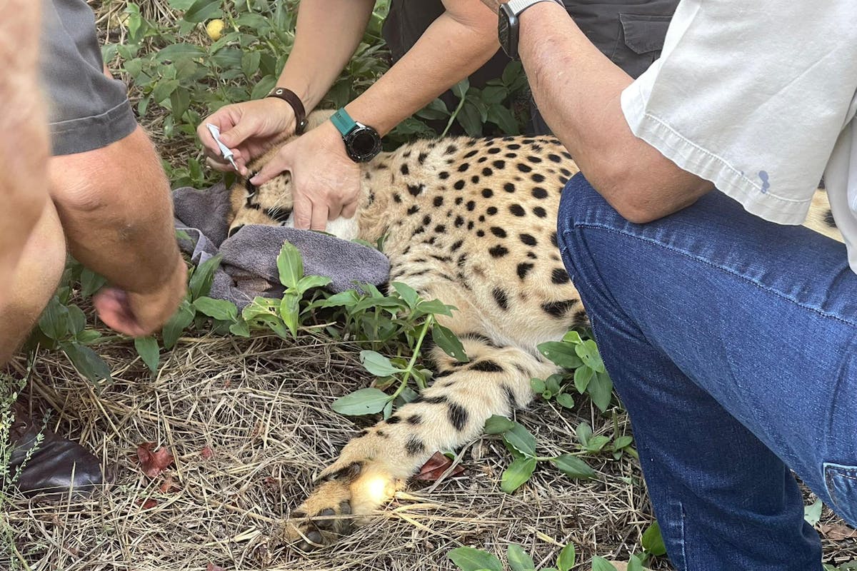 Melany Melkonyan: sedated cheetah being injected