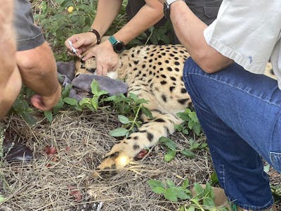 Melany Melkonyan: sedated cheetah being injected