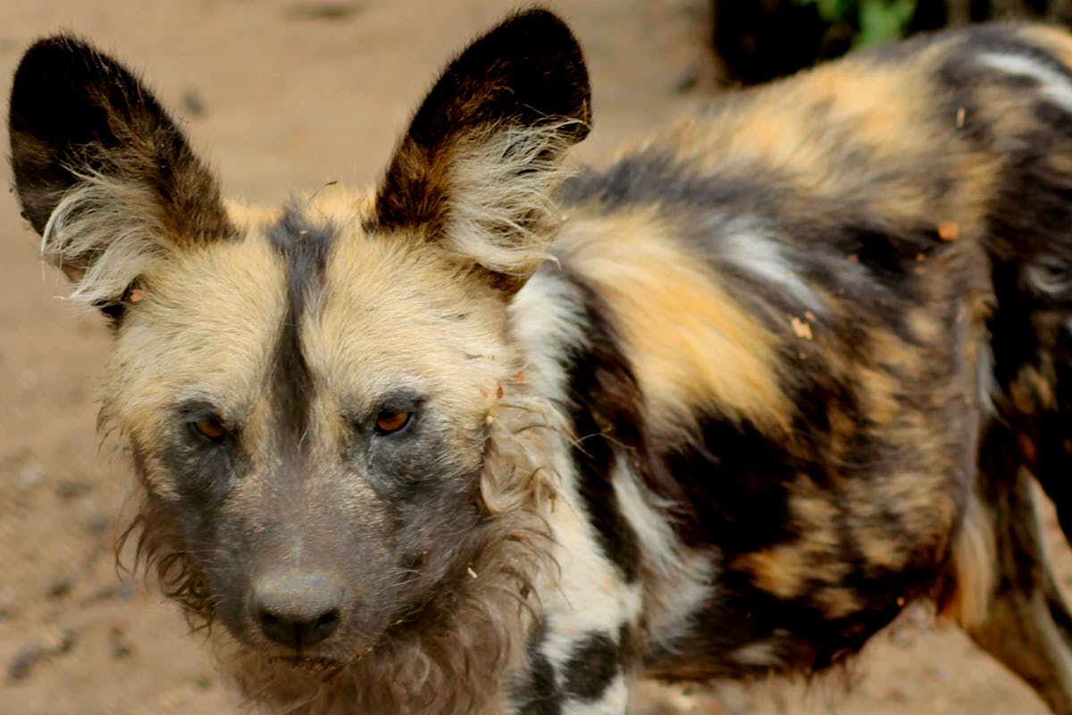 Closeup of a Wild Dog at Moholoholo