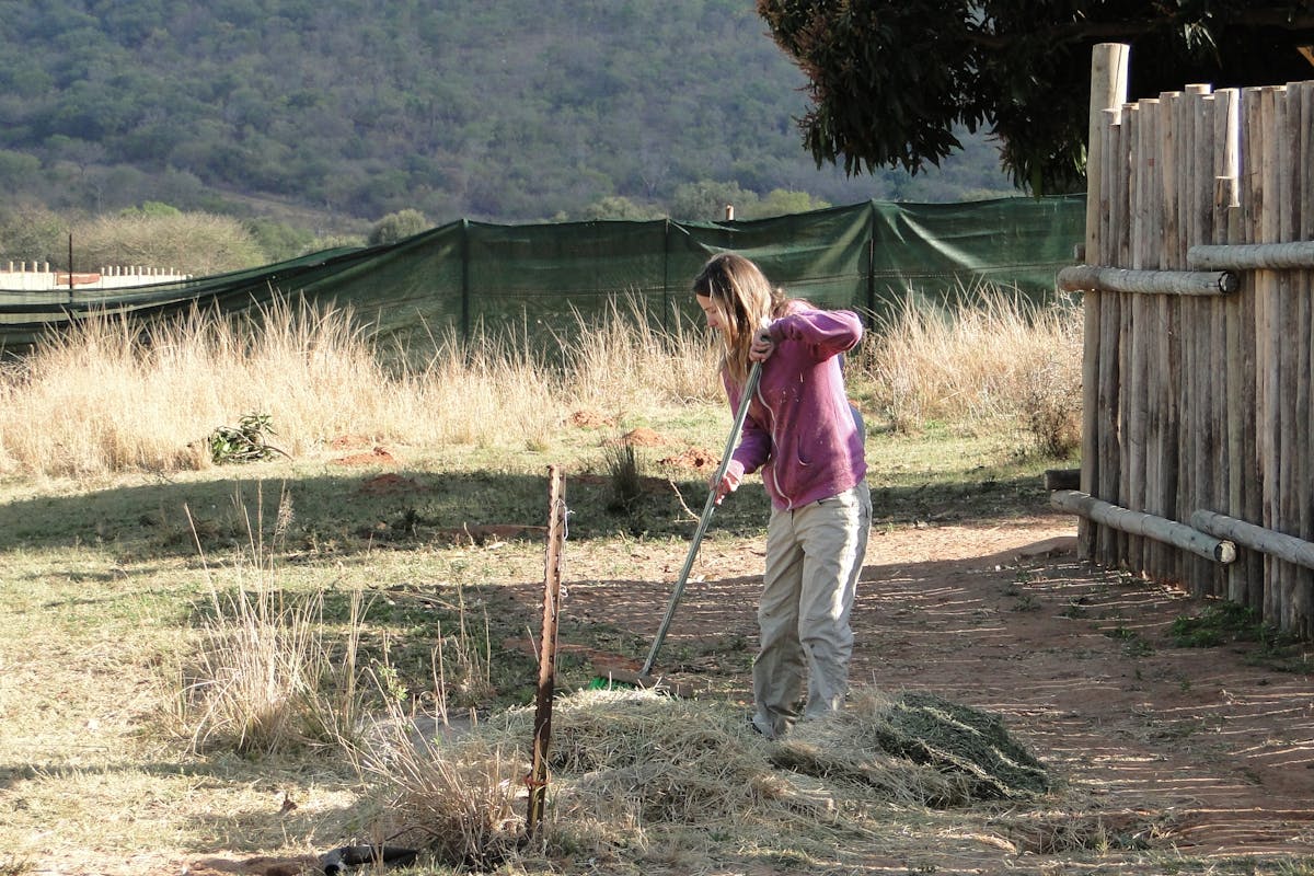 ACE volunteer sweeping and cleaning the fields at the rhino rehabilitation centre