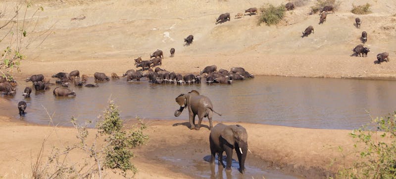 Elephants and buffalo, Shimongwe Veterinary Experience