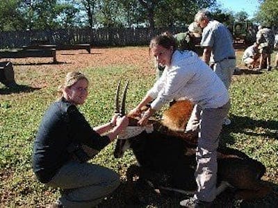 Veterinary work, blindfolded antelope