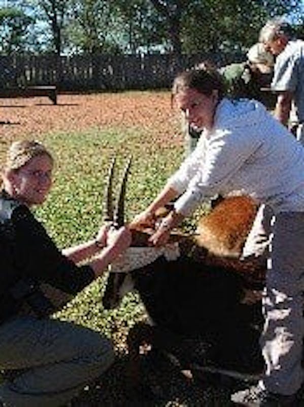 Veterinary work, blindfolded antelope