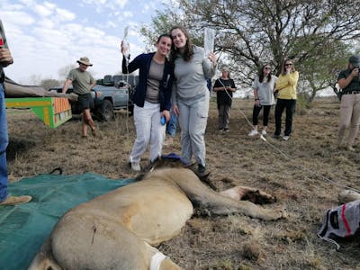 Two female volunteers hold IV bags for sedated lions