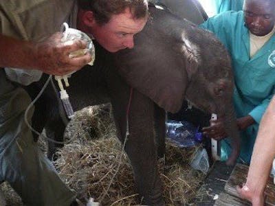 Moholoholo Rehabilitation Centre: young elephant being looked after