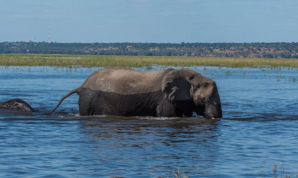 Elephants moving through the water