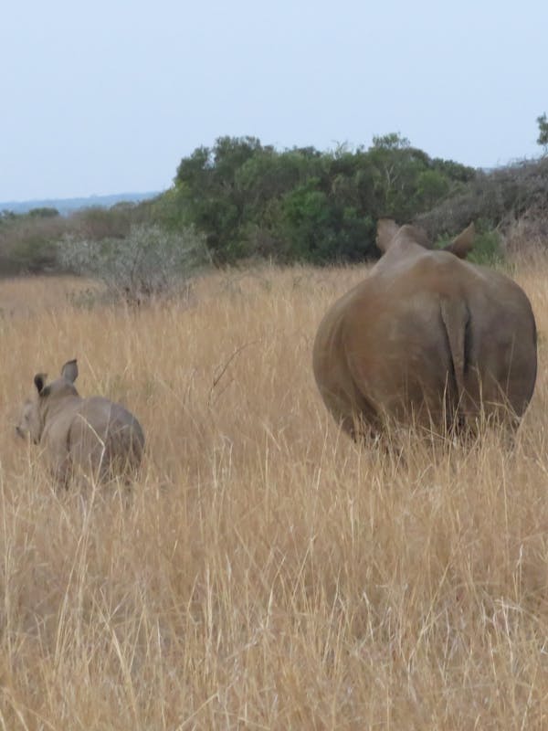 Rebecca Bower: rumps of rhinos