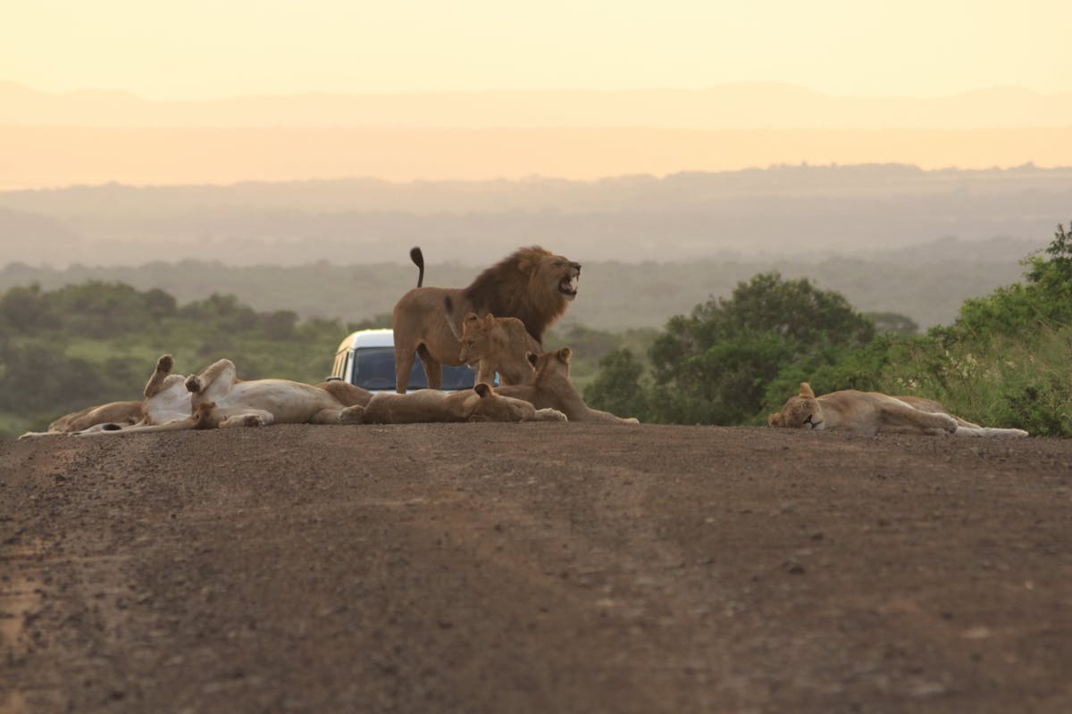 Deschu Oldham: lions in front of the vehicle