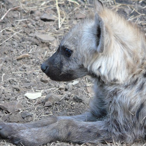 Benedict King: close-up of a baby hyena