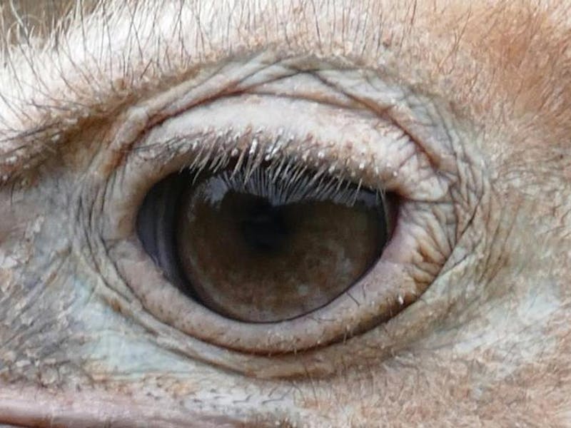 Close up of an ostrich eye