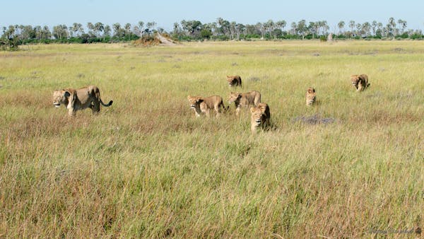 Lionesses prowling with cubs