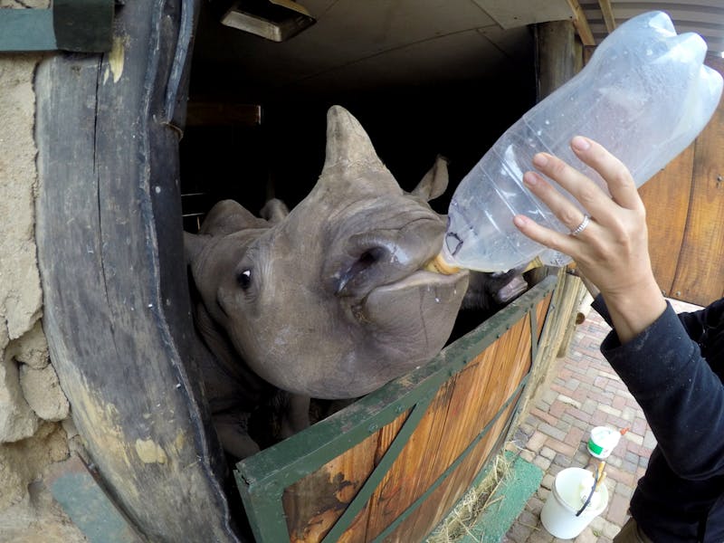 Bottle feeding Rhino