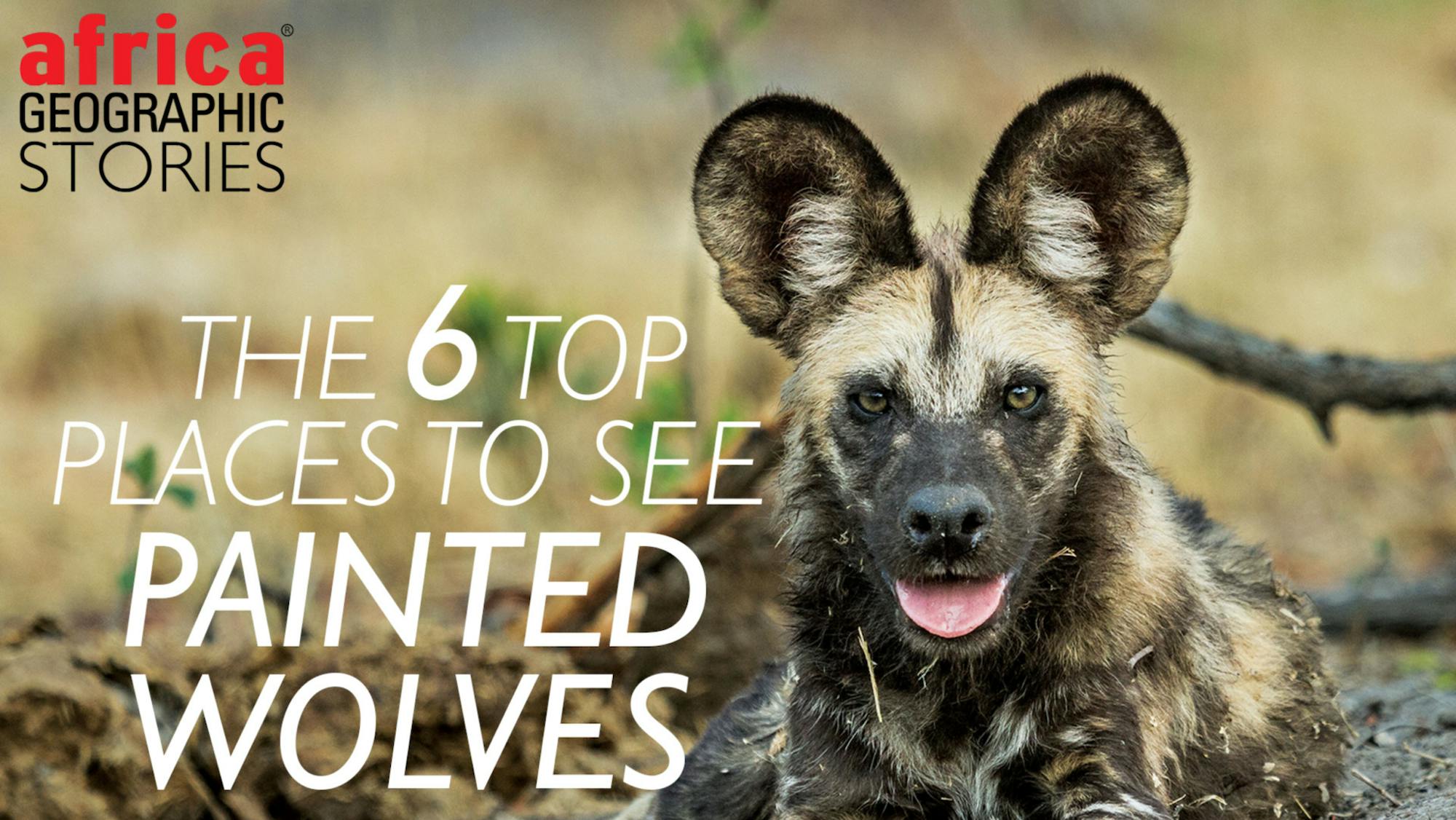 Africa Geographic Stories: The 6 Top Places To See Painted Wolves