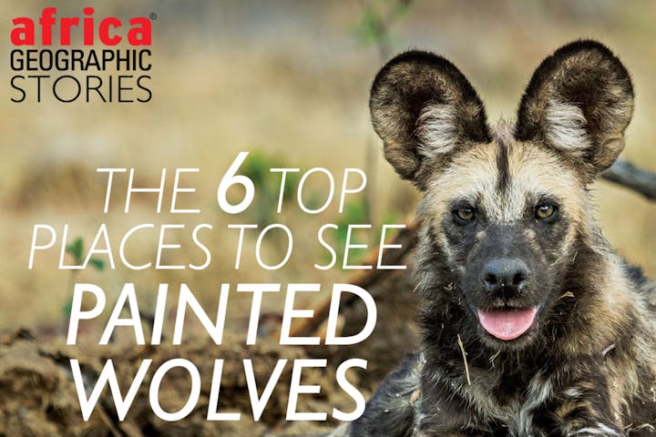 Africa Geographic Stories: The 6 Top Places To See Painted Wolves