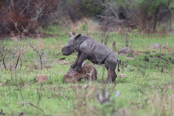 Katherine Prindle: baby rhino in the wild perched on a rock