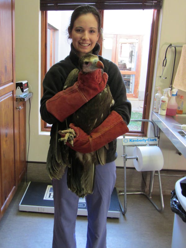 ACE volunteer posing with a healing bird in a clinic