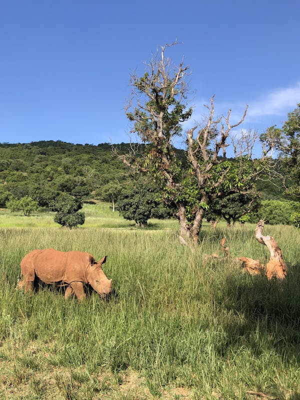 Katherine Prindle: rhino out in the bush