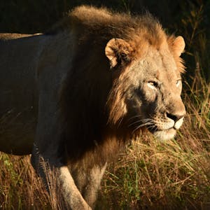 Lion closeup near dusk