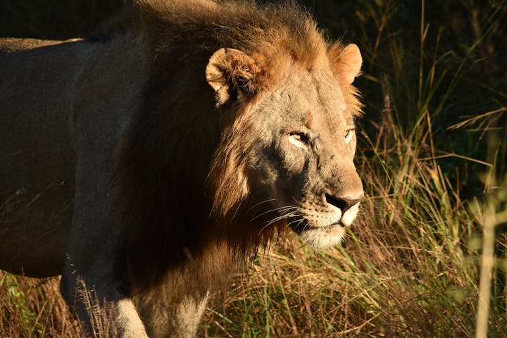 Lion closeup near dusk