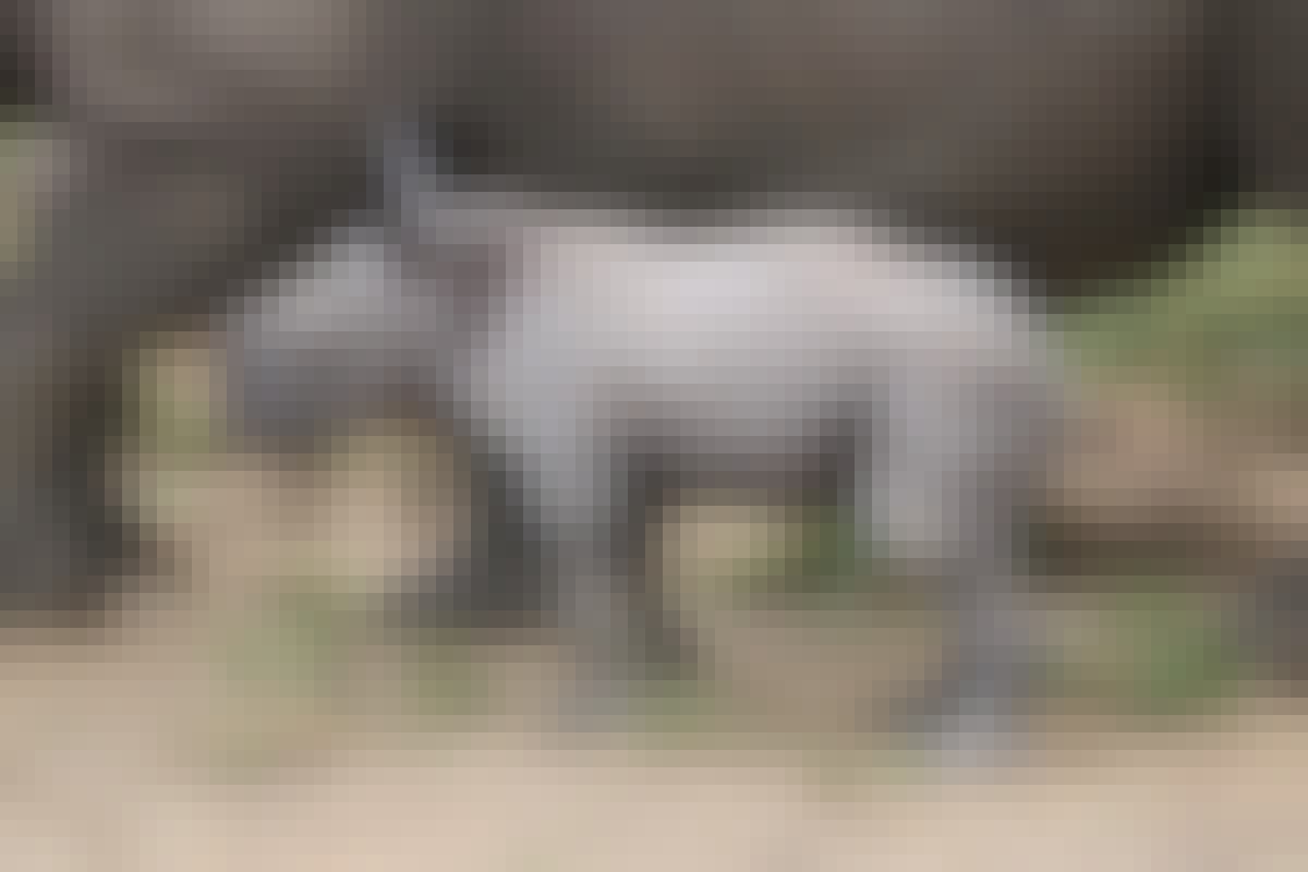 Phinda Wildlife Research Project: rhino calf