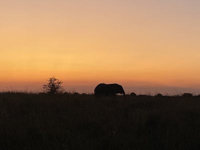 Laoise Corkery: elephant silhouette against sunset 