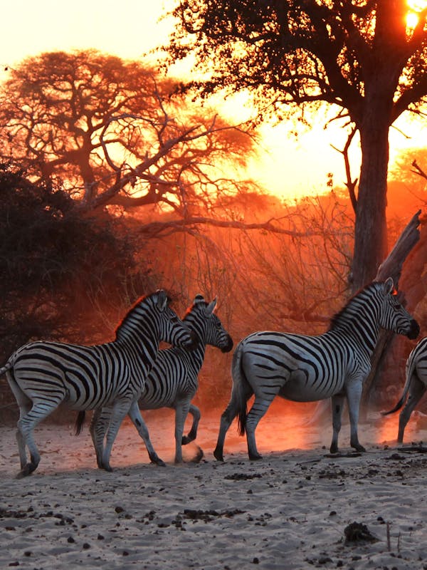 Zebras walking off into the sunset