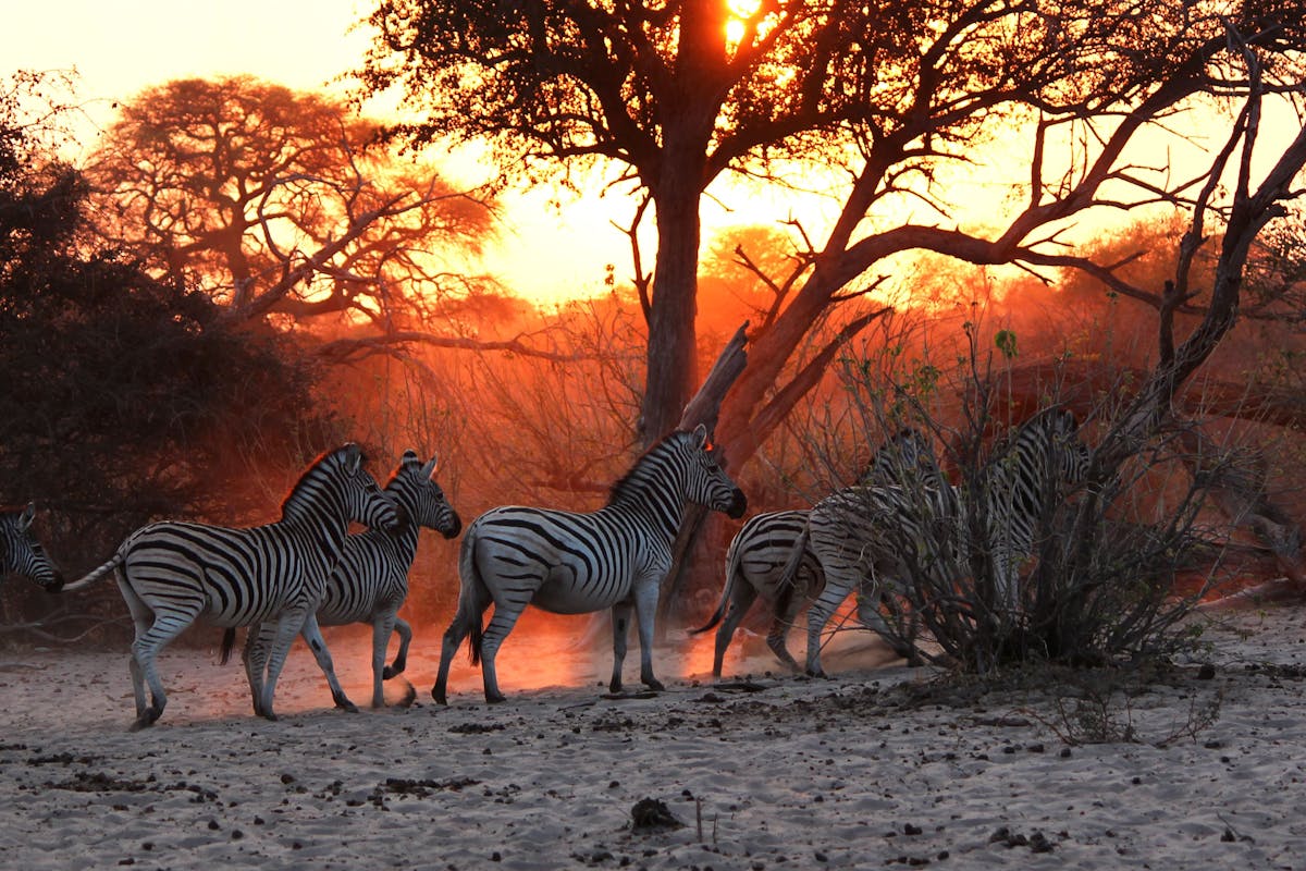 Zebras walking off into the sunset