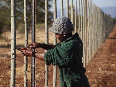 Moloko: fence repairing