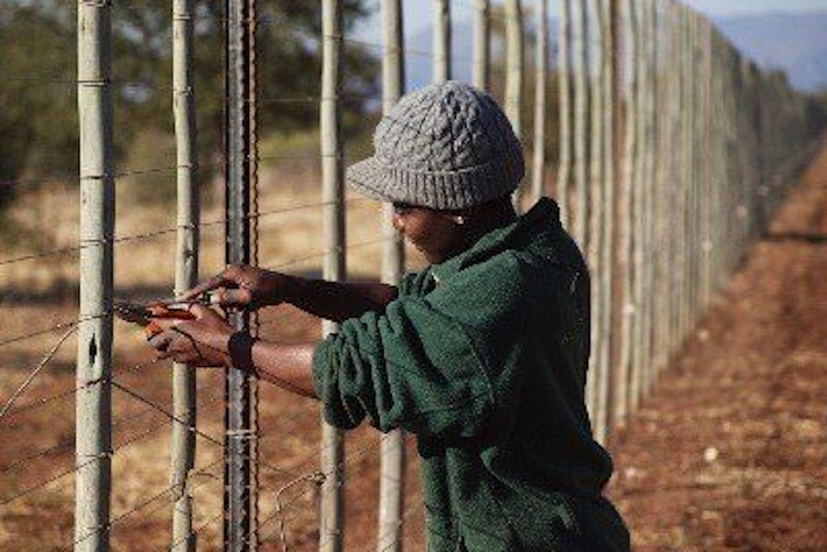 Moloko: fence repairing