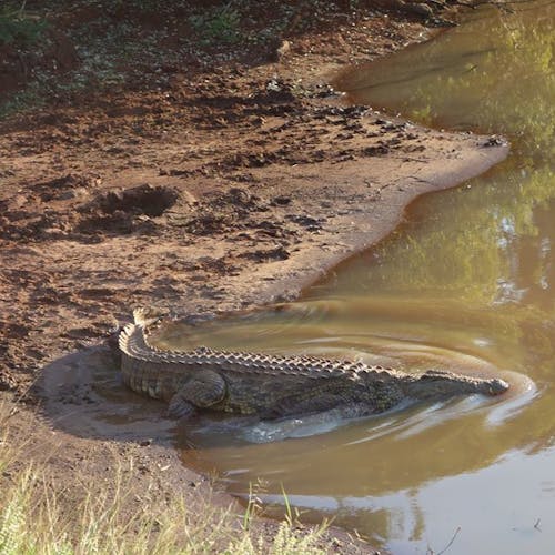 Pierce Kempkes: crocodile in the water