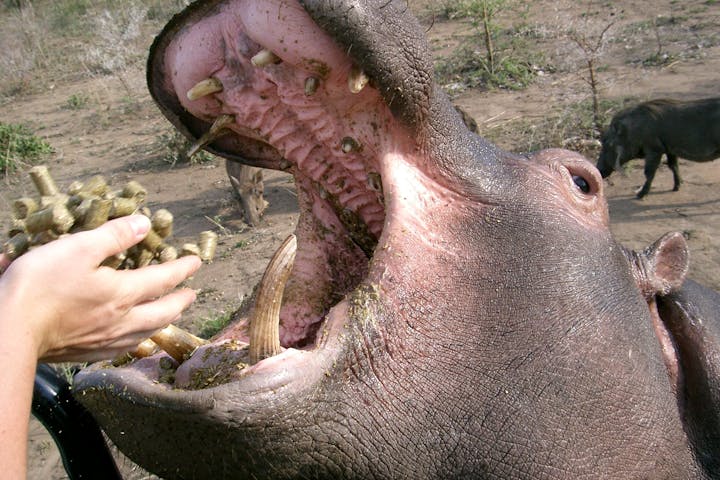 Close up of a hippo being fed