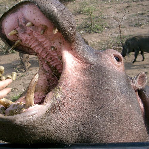 Close up of a hippo being fed