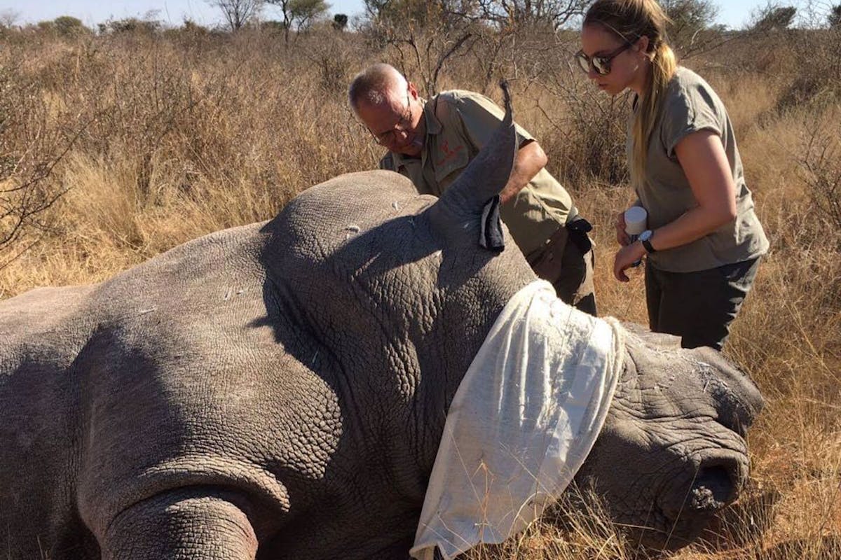 ACE volunteers assisting with a sedated rhino