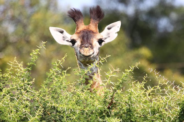A baby giraffe peeks over a bush