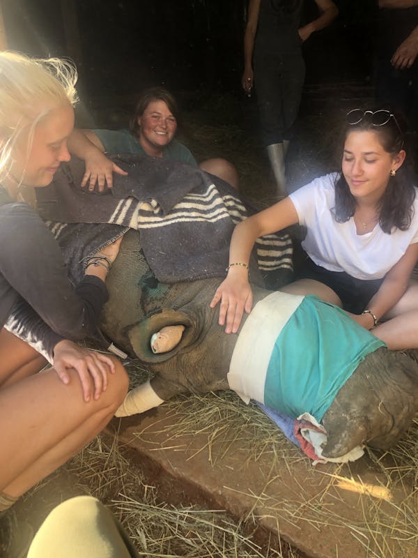 Lillie Homberg: veterinary work on a baby rhino