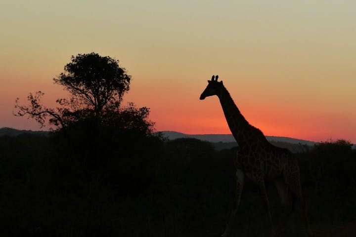 Silhouette of a giraffe in the sunset
