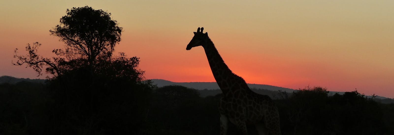 Silhouette of a giraffe in the sunset