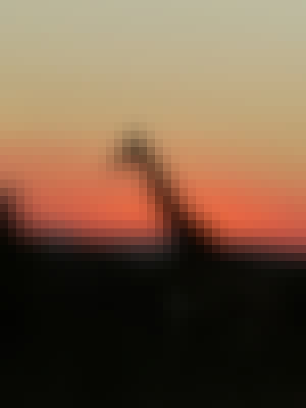 Silhouette of a giraffe in the sunset