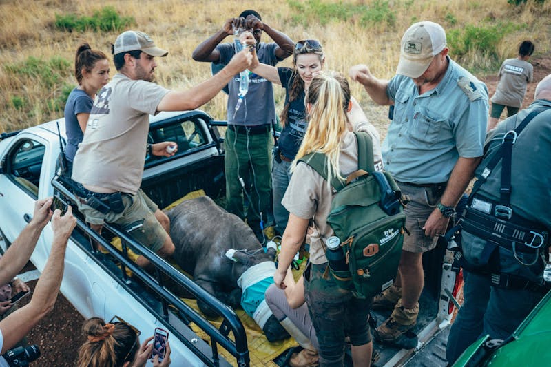 Group of ACE volunteers and professional Care for Wild staff surrounding a rhino calf in a vehicle