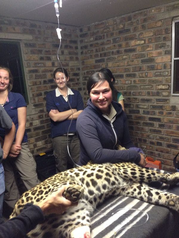 Sophie Gates: posing with a sedated baby cheetah in a clinic