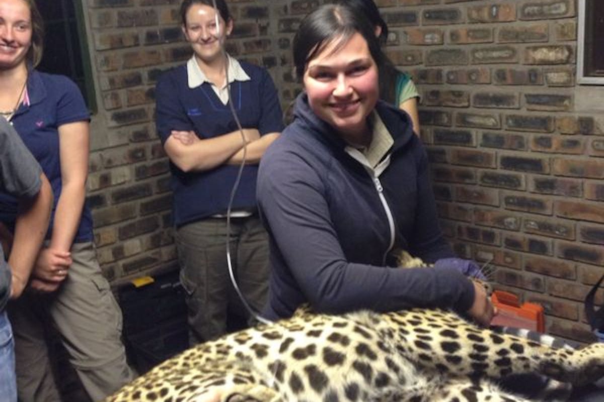 Sophie Gates: posing with a sedated baby cheetah in a clinic