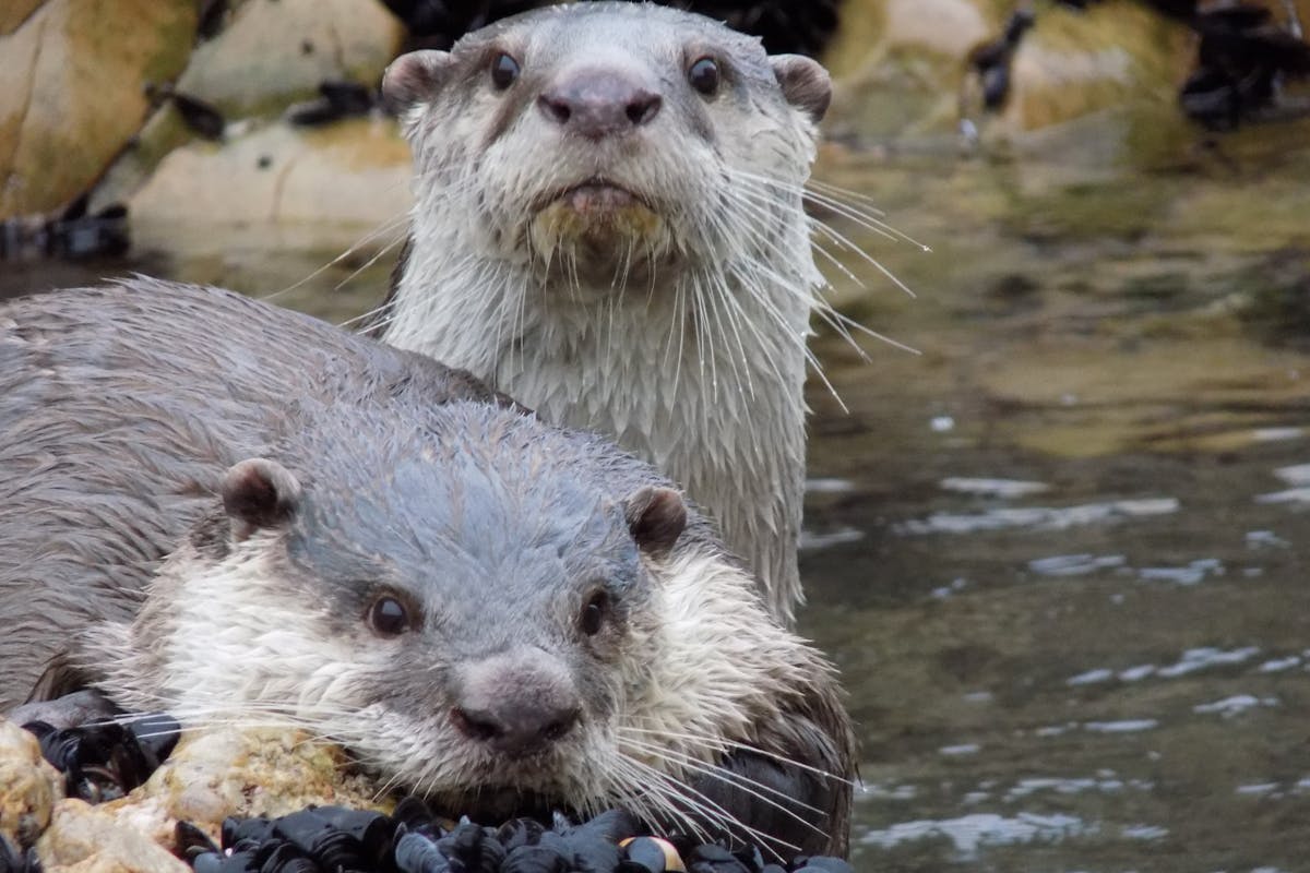 Close-up of two otters