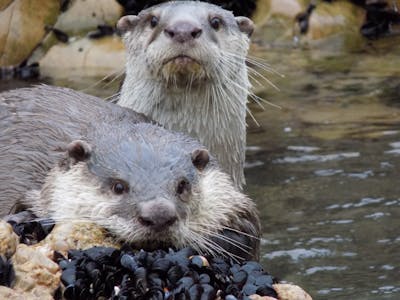 Close-up of two otters